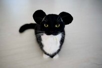 【可愛すぎる未知の生命体】猫さんのユニークな変装に1万2000いいね！『なんじゃこりゃー！』な姿にほっこりする人続出