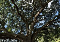 ハワイ旅行で一度は見たい観光スポット　「ほとんど日本人しか来ない場所」に共感する声が続出