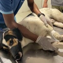 「車に轢かれて動けなくなっていた犬」大腿骨の骨折や靱帯の損傷などで後ろ足を切断…回復して駆け回る姿に感動