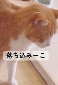 うっかり！？おもちゃを隠してたのがバレた！拒否され落ち込む猫ちゃんに笑っちゃう！