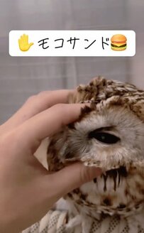フクロウの頭をモフモフした結果…モコちゃんのモコサンドに「可愛い」と反響の声が続々