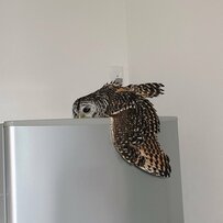 【ダラダラするフクロウ】冷蔵庫の上はひんやり？脱力した姿に「溶けちゃった」の声