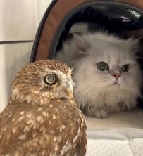 【励ますフクロウ】「大丈夫やで」猫の健診に同行するフクロウ…健気な姿に感動する人が続出！