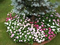 一年中「モリモリ咲く花」があふれる庭に。園芸歴25年の結論！年2回「主役の花」の植え替えで手軽に楽しむコツ