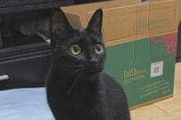 猫好きにはたまらない「肉球サービス」　透明板の下から見る黒猫のぷにぷにに癒される