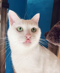 凛とした表情の猫さん　『横顔』の写真に驚きの声「人に見えるの私だけ…？」