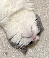 ふと足元を見ると……　落ちていた猫の様子に思わずホッコリ