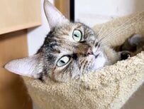 先輩猫たちを観察する末っ子猫ちゃん→見つめすぎた結果…「圧が凄すぎて固まってしまいましたね」