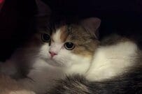 【ひとり暮らし？】家の中で拗ねた猫　自分の寝床から動かない姿がかわいすぎる…