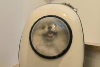 お出かけだと思ったら「爪切り」でがっかりした犬　帰宅前後の「表情の違い」に笑ってしまう