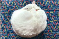 Twitterで話題の真っ白な毛並みの美しい猫