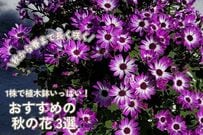 日陰の北玄関を〈秋から春まで長く咲く花〉で華やかに。1株で植木鉢いっぱいに咲くセネッティなど〈秋のおすすめ3選〉