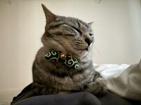 「←飼い主爆睡中　飼い主起床後→」　猫が見せた「表情の違い」が話題