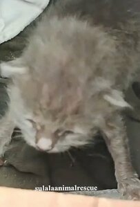 【保護猫】路上に取り残された母猫のいない幼い2匹の子猫を救助　新たな母猫のもとで大切に育てられる様子に反響