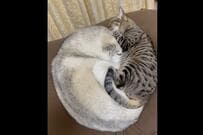 「パズルのピース」保護猫に顔を埋めるママ犬　尊すぎる映像が話題