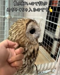 フクロウの首に指を入れてみた結果…どこまでも入っていく指に反響の声が続々「ずっと見ていたい」