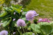 「植えてよかった」寒冷地の庭に植えっぱなしで初夏～晩秋花が咲く！暑さ＆寒さに強い多年草3選