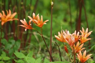 NHK朝ドラ・らんまん】牧野博士が愛したオレンジ色の花