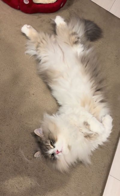 床で無防備に横たわる猫ちゃん