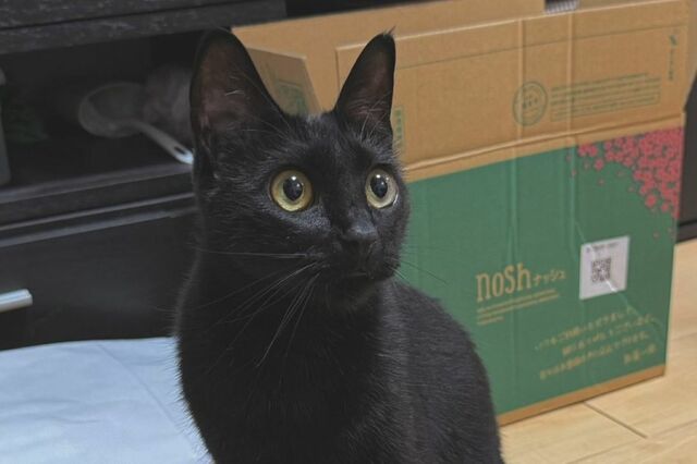 猫好きにはたまらない「肉球サービス」　透明板の下から見る黒猫のぷにぷにに癒される