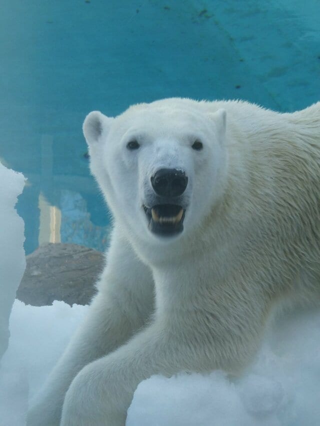 【神戸市立王子動物園】飼育員「途中で諦めました」→翌日「!?」飼育員も断念した「かまくら」を完成させたホッキョクグマが強い（兵庫県）