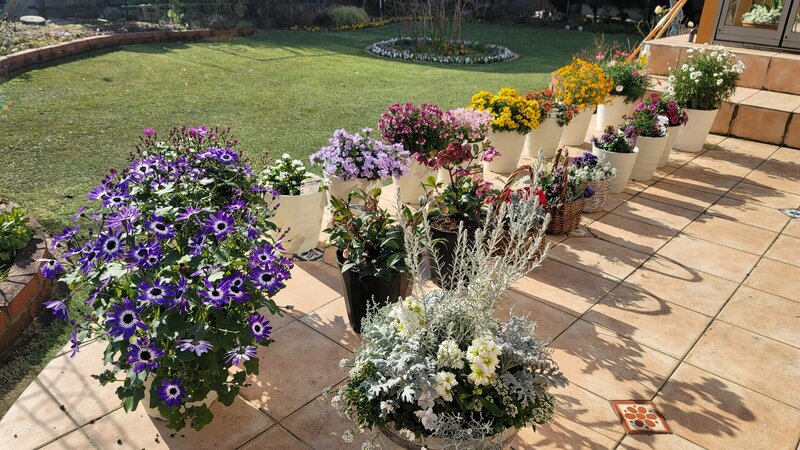 日陰の北玄関を〈秋から春まで長く咲く花〉で華やかに。1株で植木鉢いっぱいに咲くセネッティなど〈秋のおすすめ3選〉