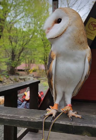 出所：@miki4wan108