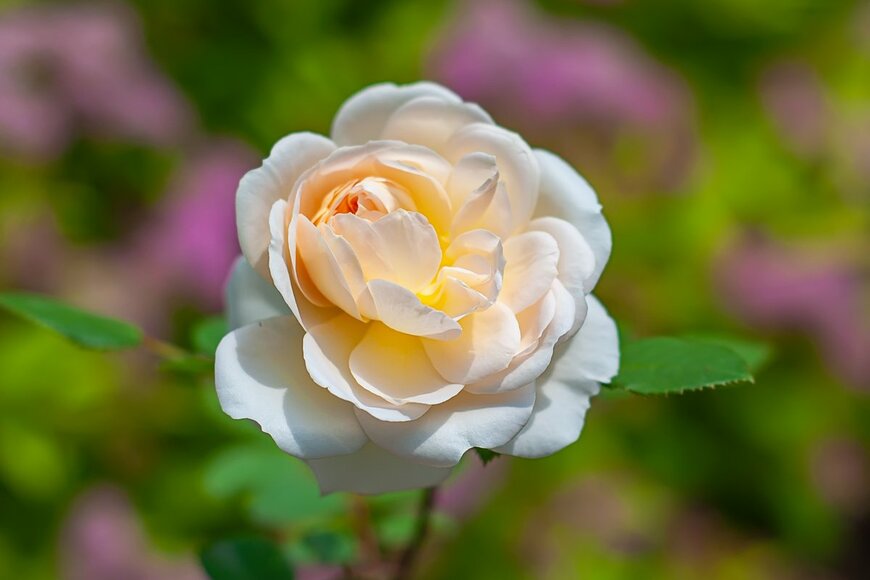 Andrey Abryutin/Shutterstock.com