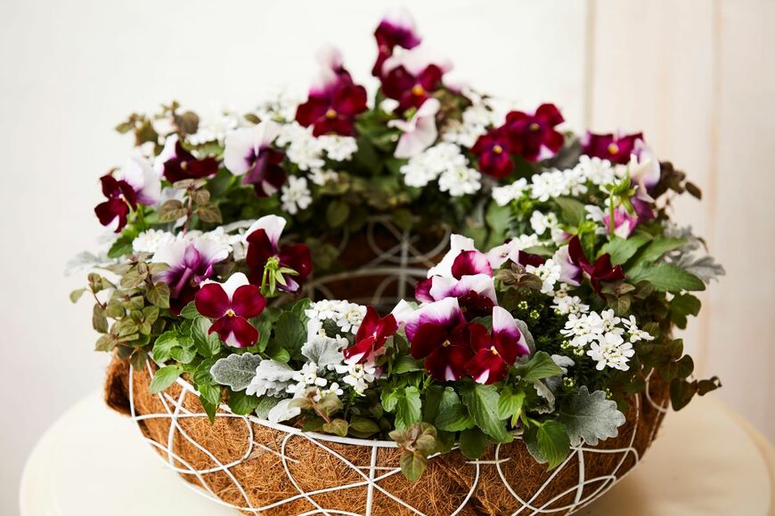 「よく咲くスミレ」を使ったリース（画像提供：株式会社 サカタのタネ）