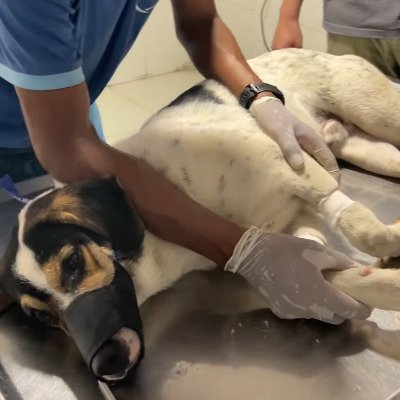 「車に轢かれて動けなくなっていた犬」大腿骨の骨折や靱帯の損傷などで後ろ足を切断…回復して駆け回る姿に感動