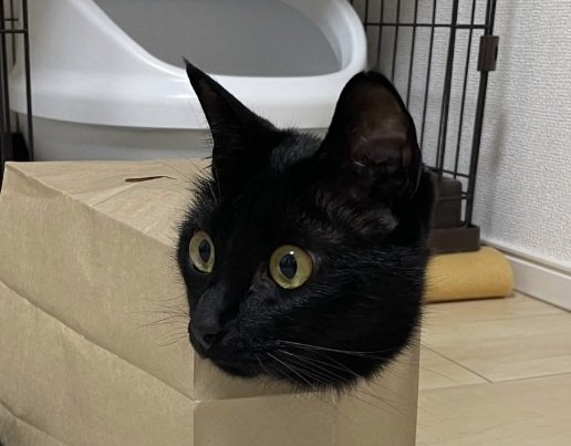 出所：＠Teagle_Noir