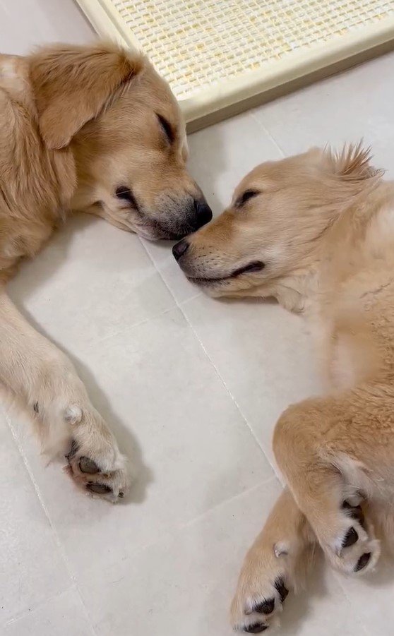 出所：@pu_channeldesu