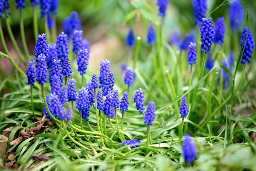 ムスカリ　tatyana_tomsickova/istockphoto.com