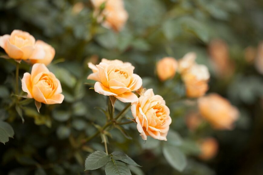 Nataliaova/shutterstock.com