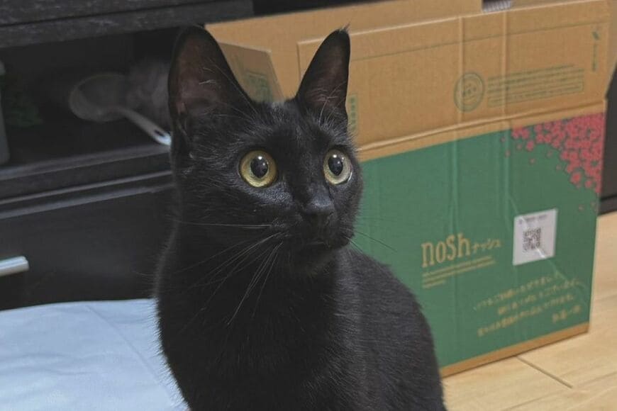 猫好きにはたまらない「肉球サービス」　透明板の下から見る黒猫のぷにぷにに癒される