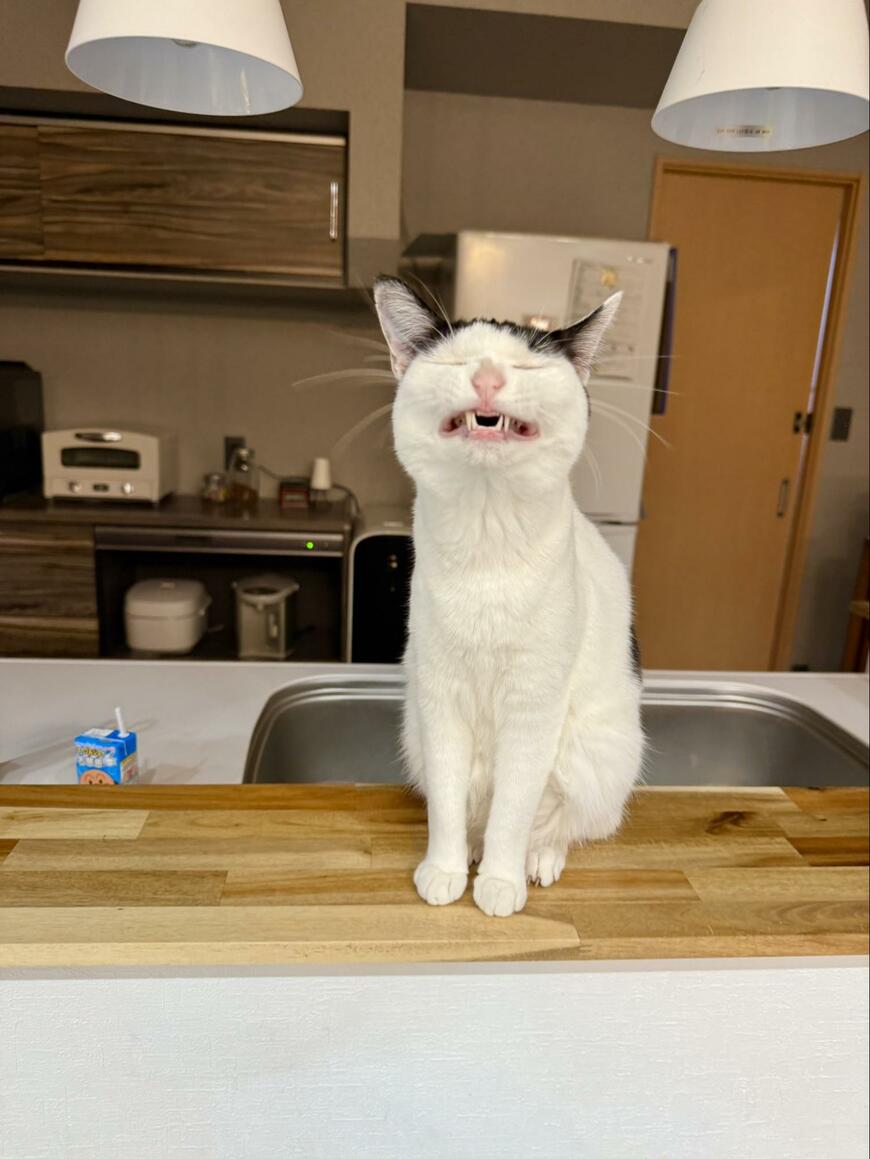 【レアショット】「イーッ」普段は美猫な猫ちゃんのくしゃみ顔にギャップ萌え　爆笑と1.4万いいね