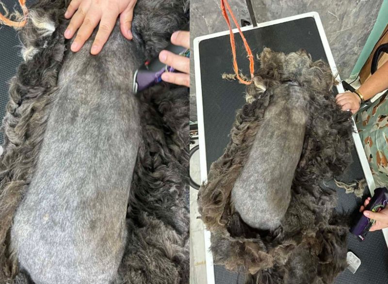 出所：@<u><a href="https://www.instagram.com/greekanimalrescue/p/DZ1hf9FjP3H/" target="_blank">greekanimalrescue</a></u>