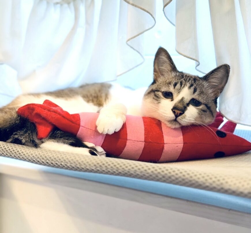 出所：@piennekomint