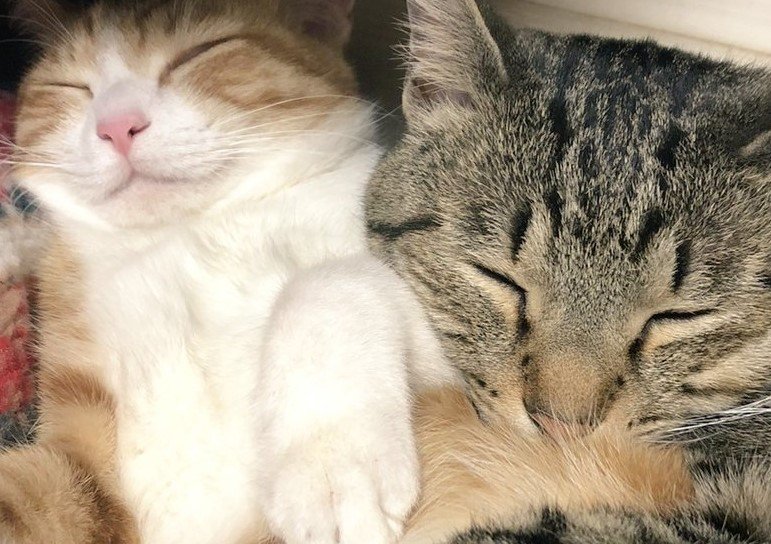 出所：@mero627puri914