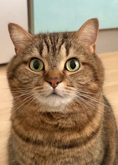 出所：@donguri_manch