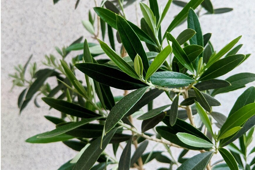 Artem Khyzhynskiy/istockphoto.com