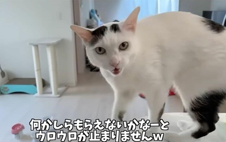 愛くるしい猫ちゃんが「独特すぎるあくび」を披露　「人間があくびしたみたい」とほっこり