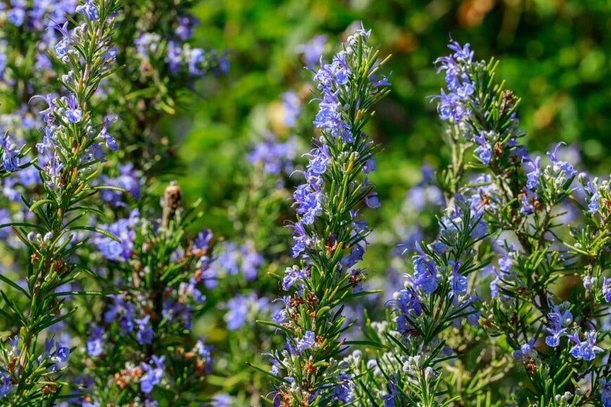 nnattalli/shutterstock.com