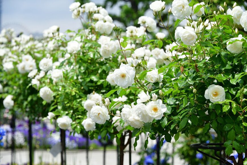 Matthewshutter/Shutterstock.com