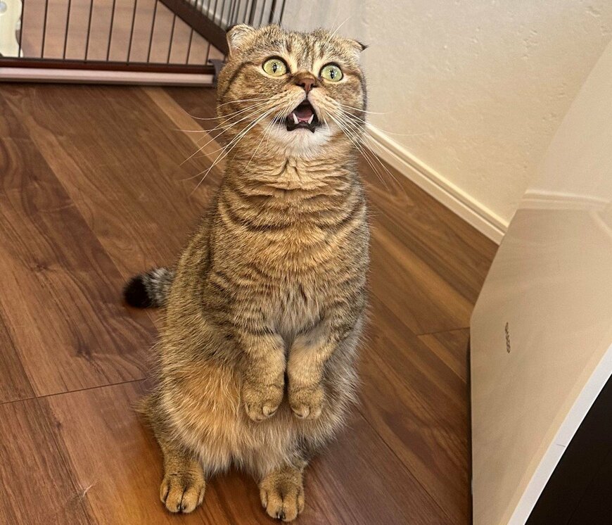 出所：@ponpokopontanu