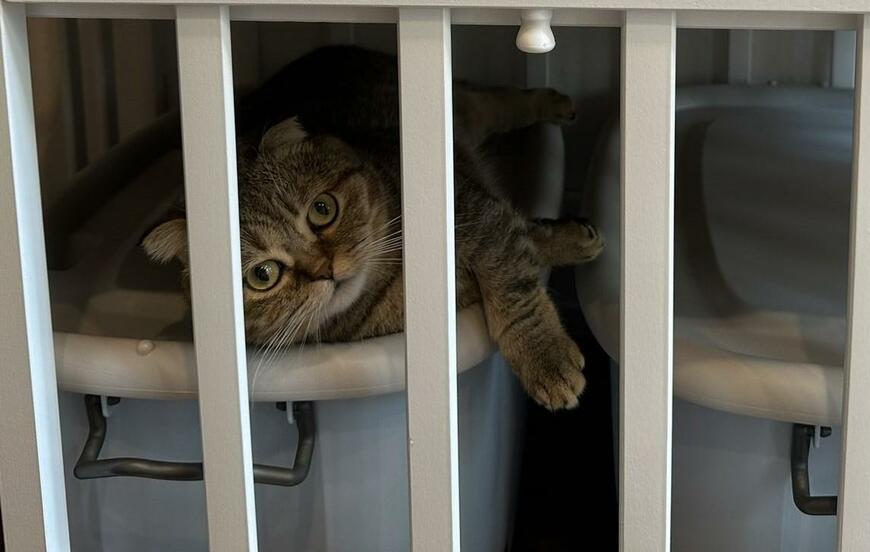 出所：@ponpokopontanu