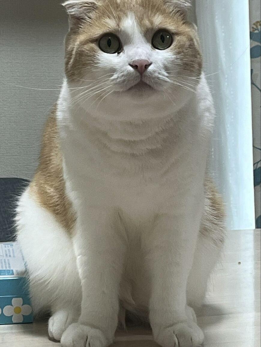 出所：@torotolo106106