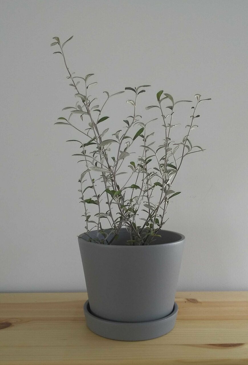 コロキア オリーブリーフ（LIMO編集部）