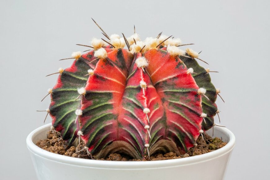 chakkraphong jinthawet/shutterstock.com