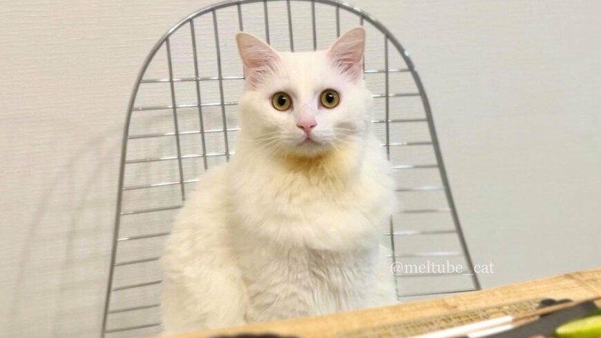出所：@meltube_cat